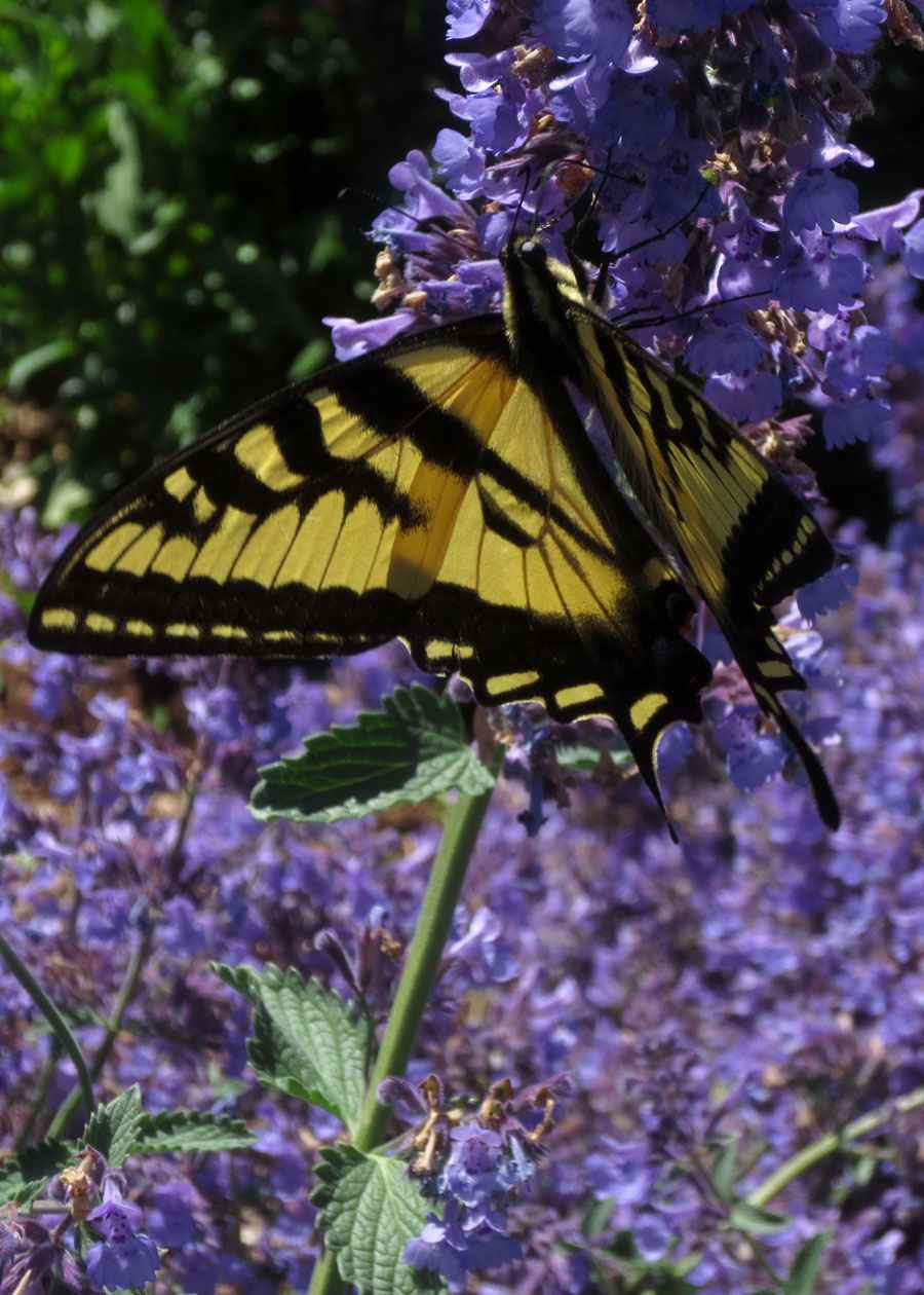Butterfly by Susan Fluegel